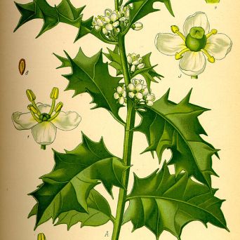Figure 2: Planche d’illustrations de I. aquifolium, le Houx anglais.